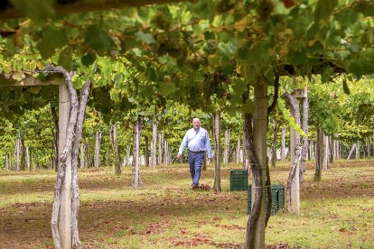 Carlos Moro camina por el viñedo de Viña Caeira, en altura, característico de la DO Rías Baixas. B. F. M.
