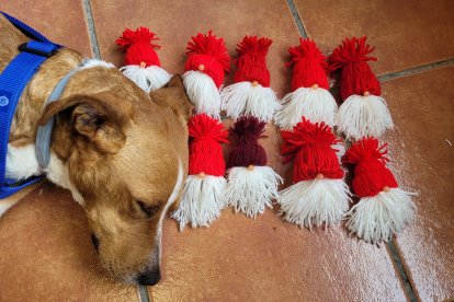 Agus el perro de acogida que convive en Amavir El Encinar del Rey en Valladolid. -E.M.
