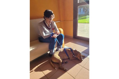 Agus el perro de acogida que convive en Amavir El Encinar del Rey en Valladolid. -E.M.