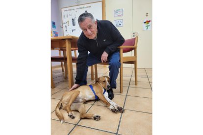 Agus el perro de acogida que convive en Amavir El Encinar del Rey en Valladolid. -E.M.