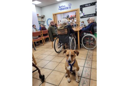 Agus el perro de acogida que convive en Amavir El Encinar del Rey en Valladolid. -E.M.