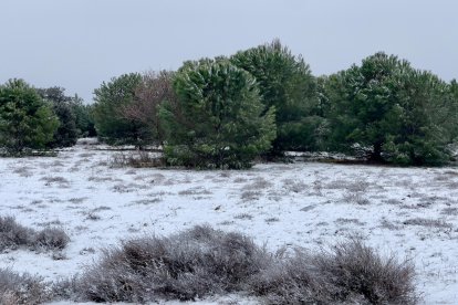 Nieve en la provincia de Valladolid.-PHOTOGENIC