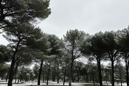 Nieve en Pedrajas. E.M.