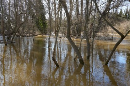 Imagen del río Duero a su paso por Quintanilla de Onésimo. -J.M. LOSTAU.