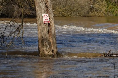Imagen del río Duero a su paso por Quintanilla de Onésimo. -J.M. LOSTAU.
