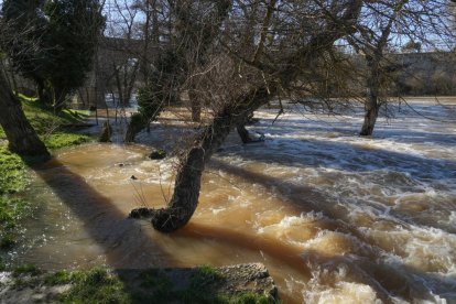 Imagen del río Duero a su paso por Quintanilla de Onésimo. -J.M. LOSTAU.