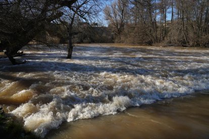 Imagen del río Duero a su paso por Quintanilla de Onésimo. -J.M. LOSTAU.