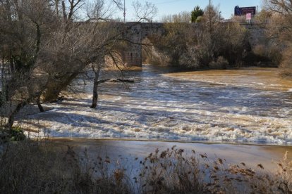 Imagen del río Duero a su paso por Quintanilla de Onésimo. -J.M. LOSTAU.