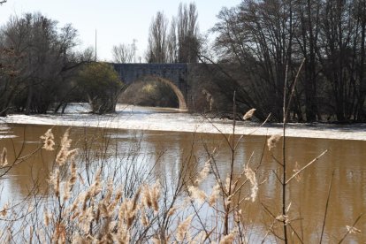 Imagen del río Duero a su paso por Quintanilla de Onésimo. -J.M. LOSTAU.