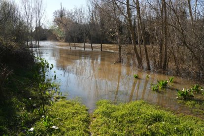Imagen del río Duero a su paso por Quintanilla de Onésimo. -J.M. LOSTAU.