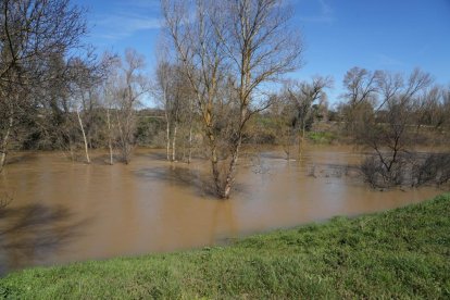 Imagen del río Duero a su paso por Herrera de Duero. -J.M. LOSTAU.