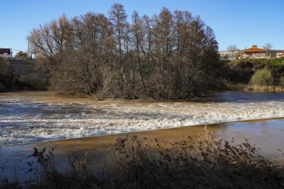 Imagen del río Duero a su paso por Herrera de Duero. -J.M. LOSTAU.