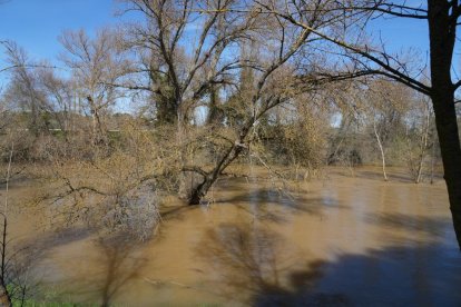 Imagen del río Duero a su paso por Herrera de Duero. -J.M. LOSTAU.