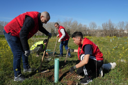 Plantación de árboles en el bosque urbano de la urbanización de Santa Ana
 J.M. LOSTAU