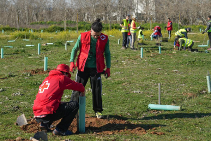 Plantación de 
 árboles en el bosque urbano de la urbanización de Santa Ana
 J.M. LOSTAU