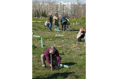 Plantación de 
 árboles en el bosque urbano de la urbanización de Santa Ana
 J.M. LOSTAU