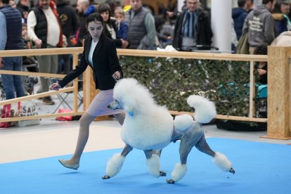 Segunda jornada de Fimascota en la Feria de Valladolid - PHOTOGENIC
