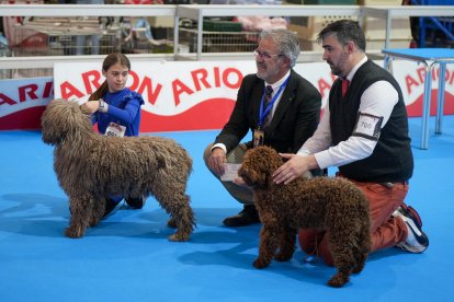 Segunda jornada de Fimascota en la Feria de Valladolid - PHOTOGENIC