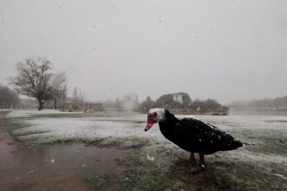 Nieve en Laguna de Duero.- PHOTOGENIC