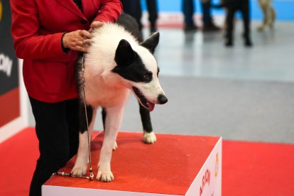 Segunda jornada de Fimascota en la Feria de Valladolid - PHOTOGENIC