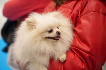Segunda jornada de Fimascota en la Feria de Valladolid - PHOTOGENIC