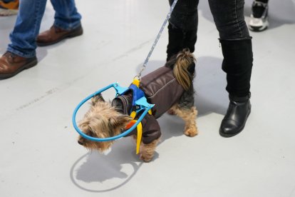 Segunda jornada de Fimascota en la Feria de Valladolid - PHOTOGENIC