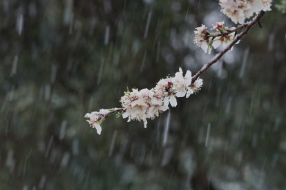 Nieve en la ciudad de Valladolid.- ICAL