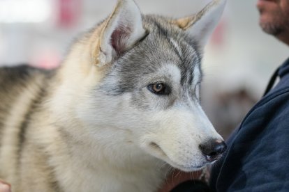 Segunda jornada de Fimascota en la Feria de Valladolid - PHOTOGENIC