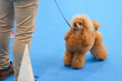 Segunda jornada de Fimascota en la Feria de Valladolid - PHOTOGENIC
