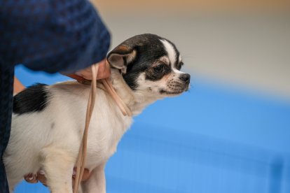 Segunda jornada de Fimascota en la Feria de Valladolid - PHOTOGENIC