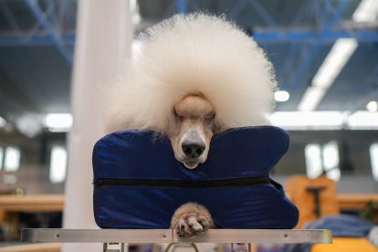 Segunda jornada de Fimascota en la Feria de Valladolid - PHOTOGENIC