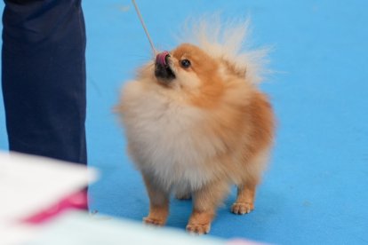 Segunda jornada de Fimascota en la Feria de Valladolid - PHOTOGENIC