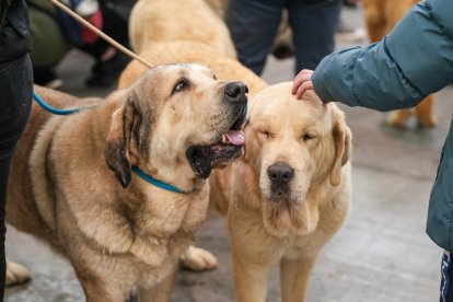 Segunda jornada de Fimascota en la Feria de Valladolid - PHOTOGENIC