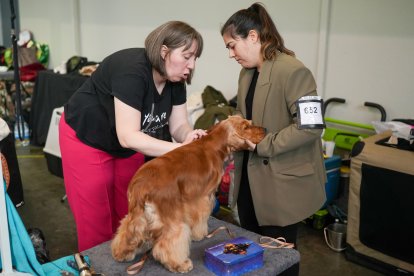 Segunda jornada de Fimascota en la Feria de Valladolid - PHOTOGENIC