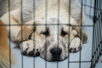 Segunda jornada de Fimascota en la Feria de Valladolid - PHOTOGENIC