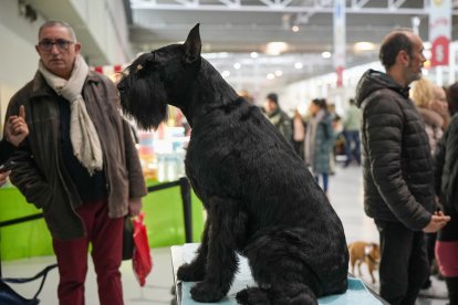 Segunda jornada de Fimascota en la Feria de Valladolid - PHOTOGENIC