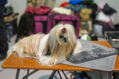 Segunda jornada de Fimascota en la Feria de Valladolid - PHOTOGENIC
