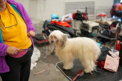 Segunda jornada de Fimascota en la Feria de Valladolid - PHOTOGENIC