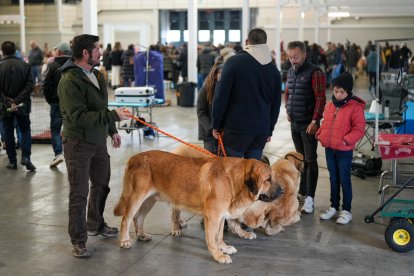 Segunda jornada de Fimascota en la Feria de Valladolid - PHOTOGENIC