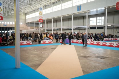 Segunda jornada de Fimascota en la Feria de Valladolid - PHOTOGENIC