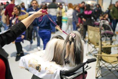 Segunda jornada de Fimascota en la Feria de Valladolid - PHOTOGENIC