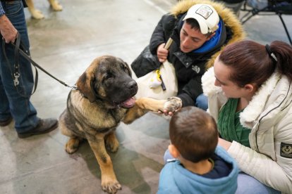 Segunda jornada de Fimascota en la Feria de Valladolid - PHOTOGENIC