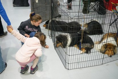 Segunda jornada de Fimascota en la Feria de Valladolid - PHOTOGENIC