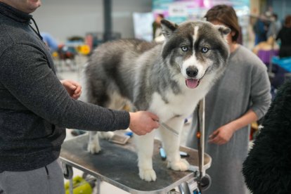 Segunda jornada de Fimascota en la Feria de Valladolid - PHOTOGENIC