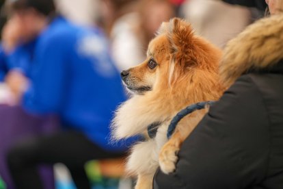 Segunda jornada de Fimascota en la Feria de Valladolid - PHOTOGENIC