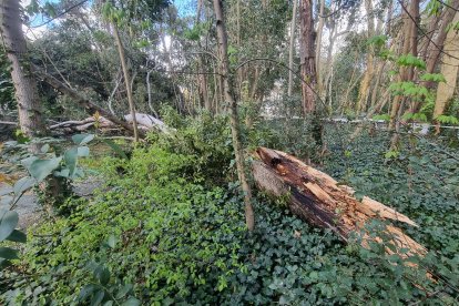 La caída de un árbol obliga a cerrar el parque de Campo Grande