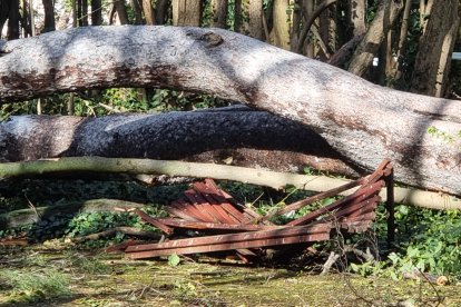 La caída de un árbol obliga a cerrar el parque de Campo Grande