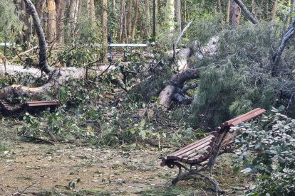 La caída de un árbol obliga a cerrar el parque de Campo Grande