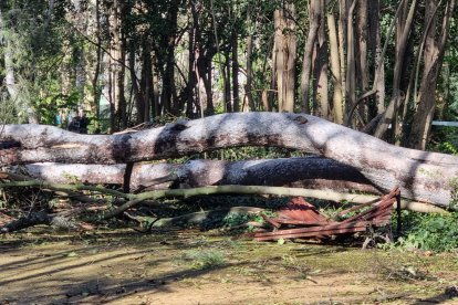 La caída de un árbol obliga a cerrar el parque de Campo Grande