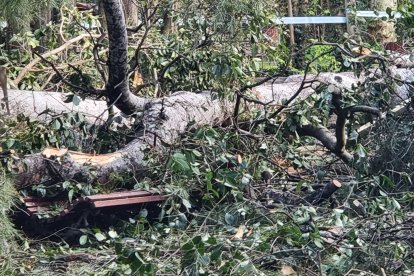 La caída de un árbol obliga a cerrar el parque de Campo Grande